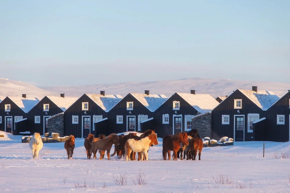 Islandpferde im Schnee vor den traditionellen Hütten des Torfhús Retreat.