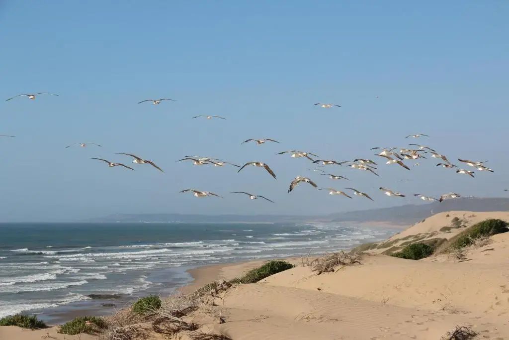 Ein Vogelschwarm fliegt über sandige Dünen und das Meer an der Küste unter blauem Himmel.