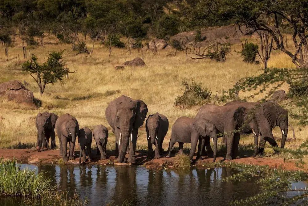Elefantenherde am Wasserloch in der Serengeti