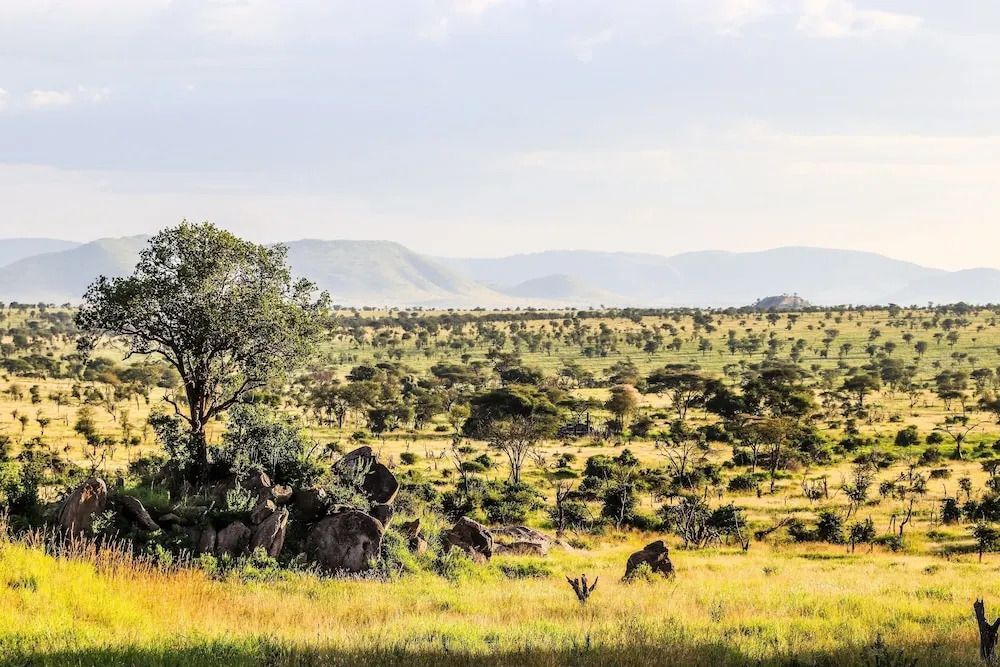 Weite, sonnige Landschaft der Serengeti mit Bäumen und Felsen