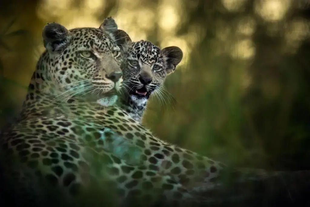 Leopard mit Jungem in natürlicher Umgebung