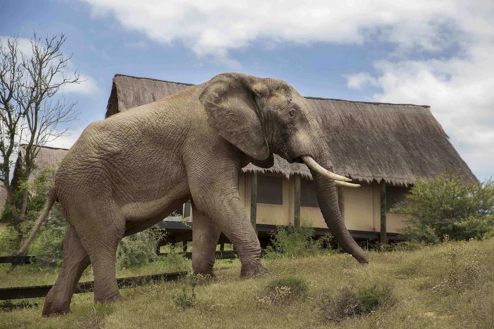 Elefant nahe einem Safarizelt im Gorah Elephant Camp