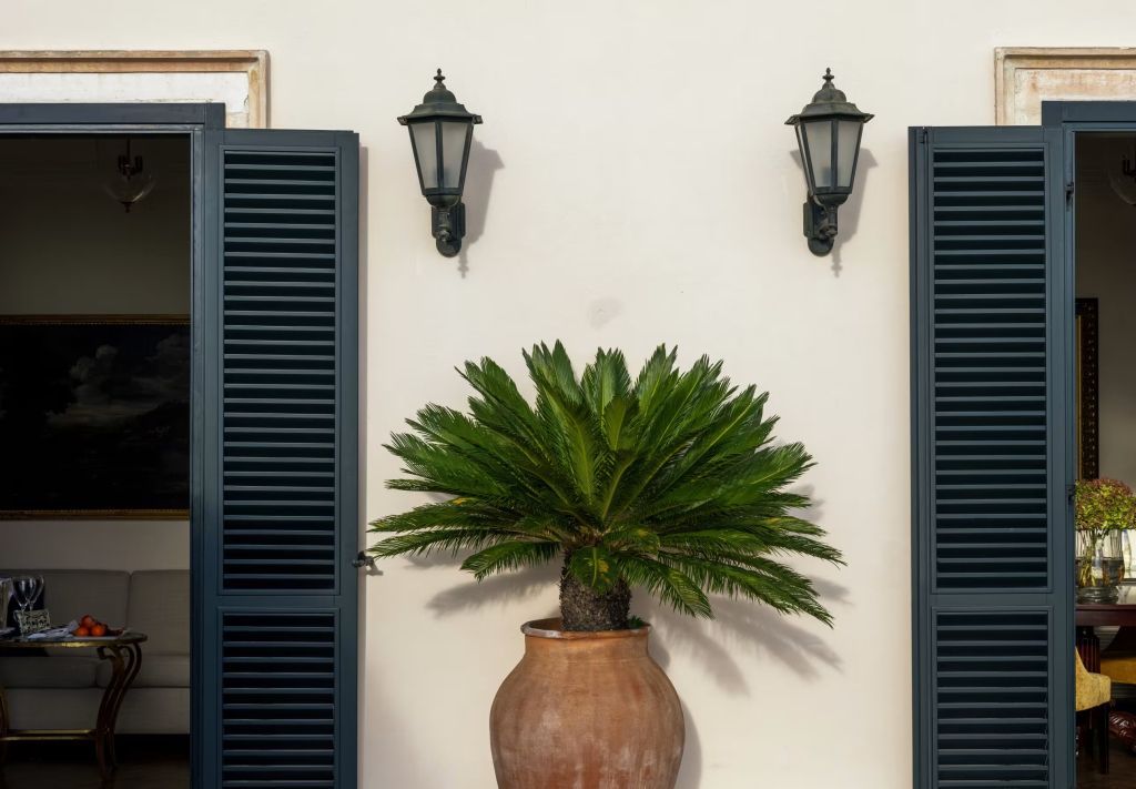 Terrakottatopf mit exotischer Pflanze zwischen blauen Fensterläden und Laternen