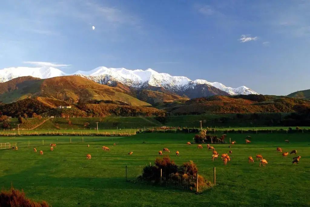 Panoramablick auf verschneite Berge und grüne Weidelandschaften