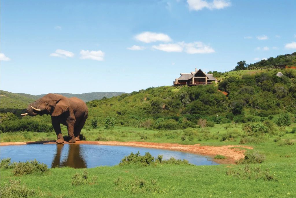 Elefant trinkt aus einem Wasserloch mit Blick auf das Hotel auf einem Hügel