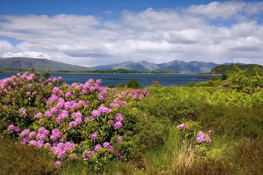 Blühende Landschaft mit Bergen im Hintergrund
