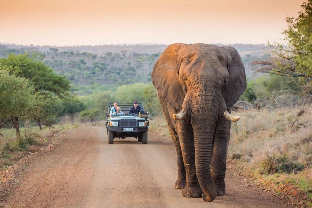 Elefant auf einer Safari-Straße bei Sonnenuntergang vor einem Safari-Jeep