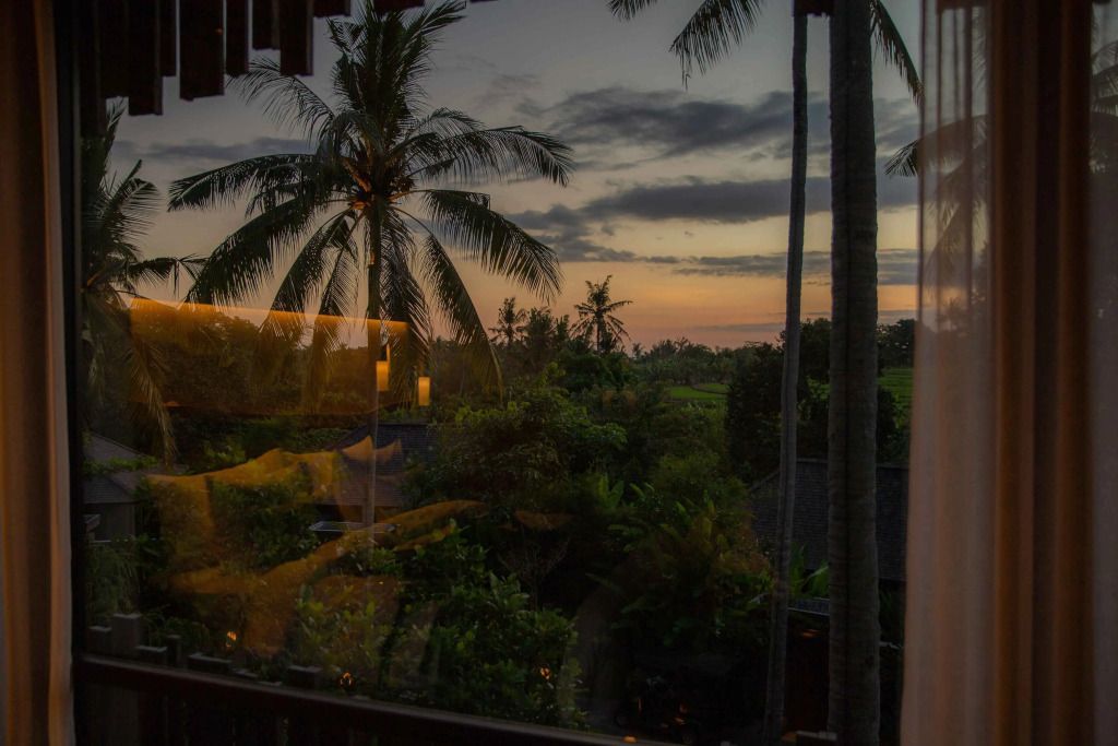 Abendlicher Blick auf Palmen und Garten durch ein Fenster
