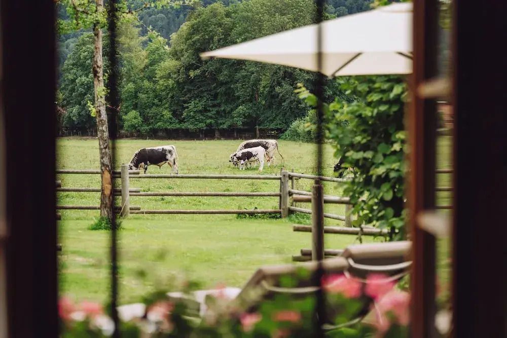 Blick auf grüne Wiese mit Kühen vom Garten durch einen Zaun