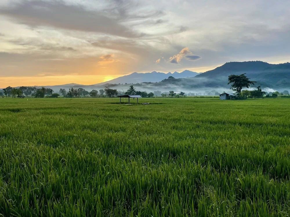Reisfeld bei Sonnenuntergang mit bewaldeten Hügeln im Hintergrund