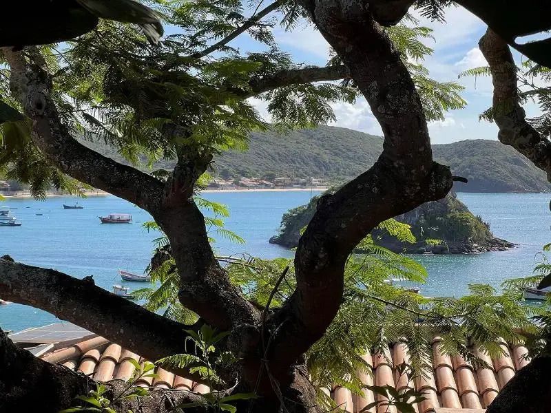 Meerblick durch einen Baum mit üppigem Laub