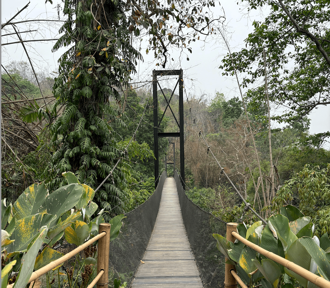 Hängebrücke über dichter Vegetation im Dschungel