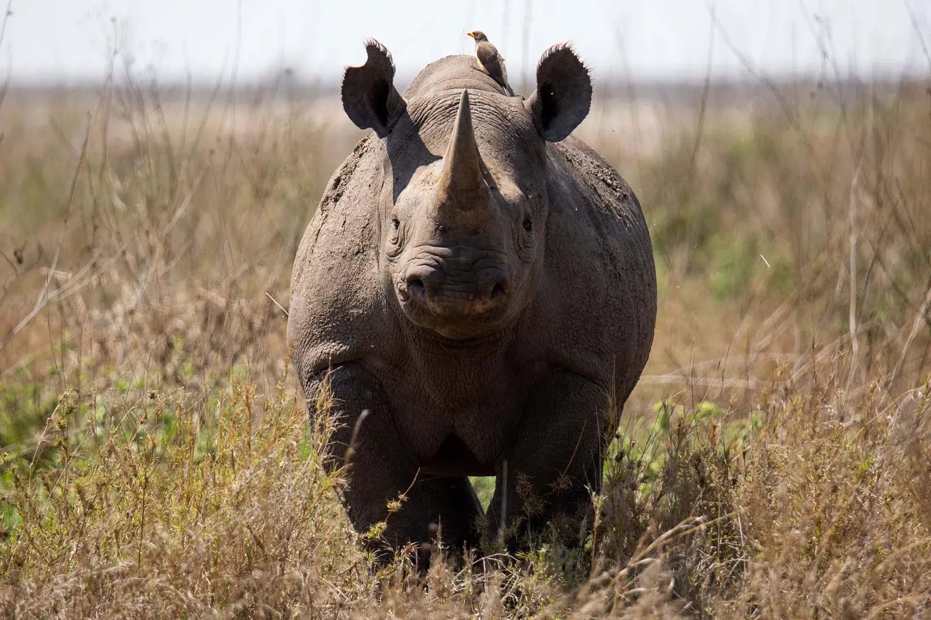 Nashorn mit einem Vogel auf dem Rücken in einer Savannenlandschaft