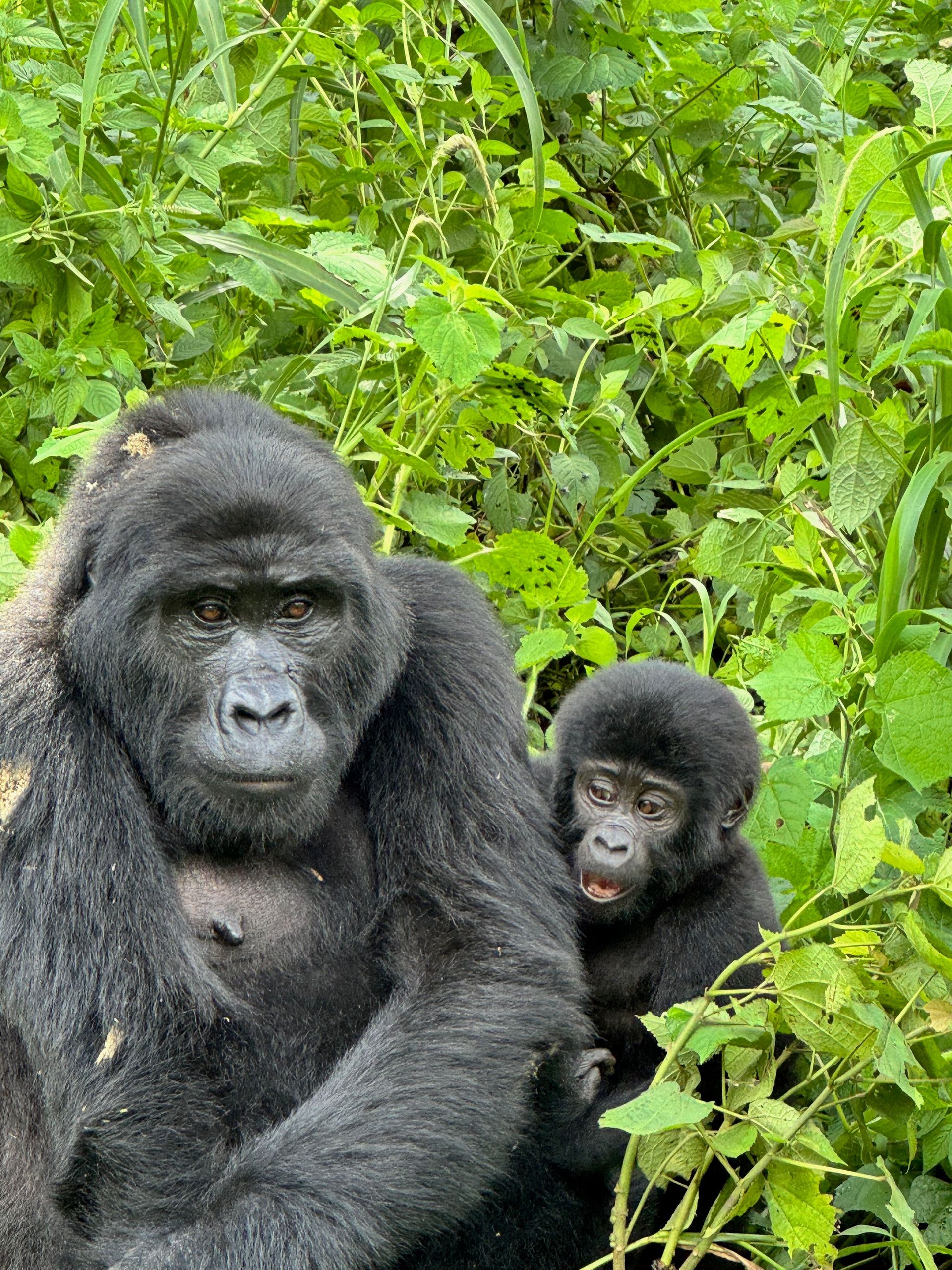 Zwei Gorillas im dichten Grün beobachten aufmerksam die Umgebung.
