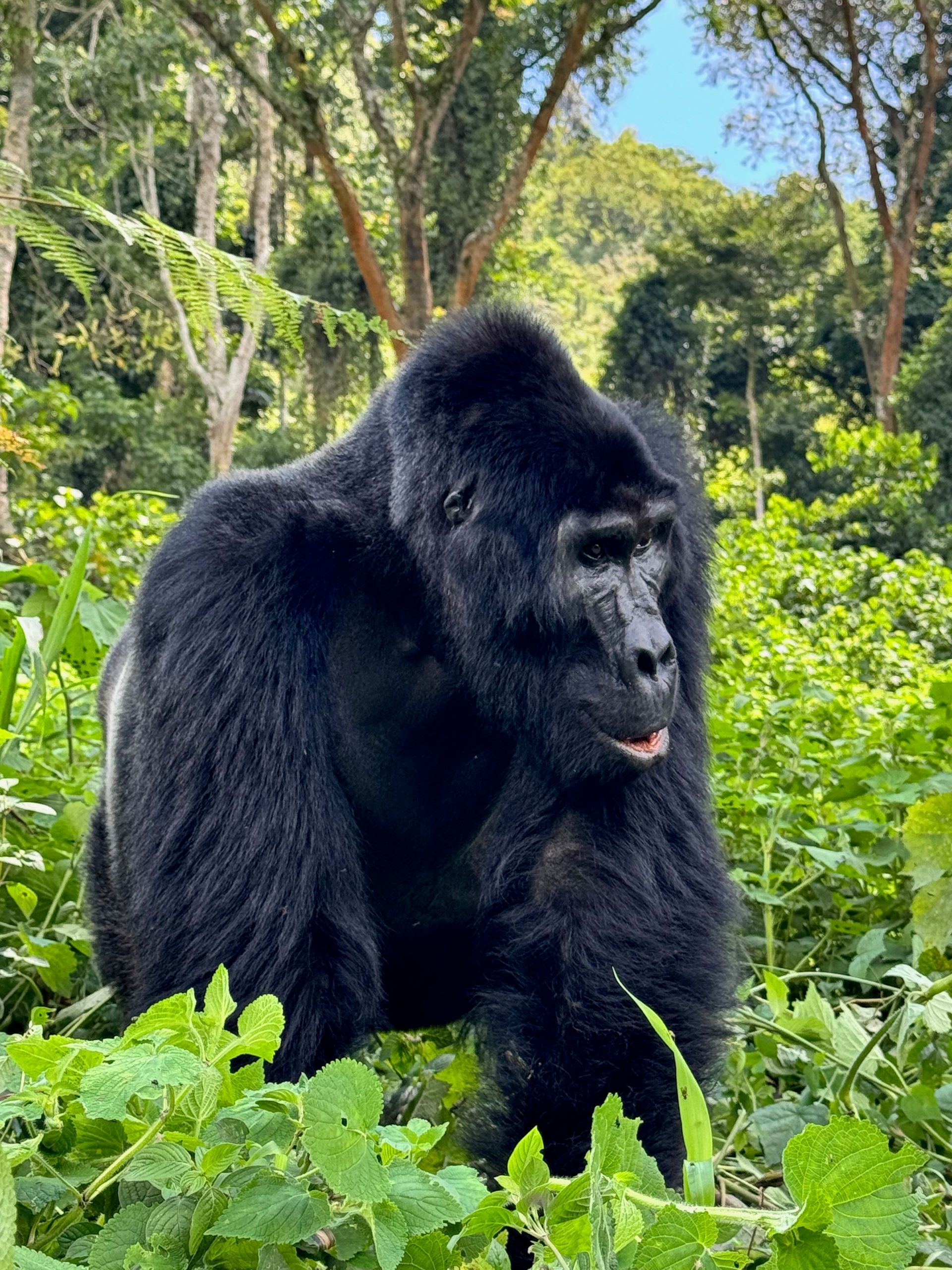 Großer Gorilla steht im dichten Wald umgeben von üppigem Grün.