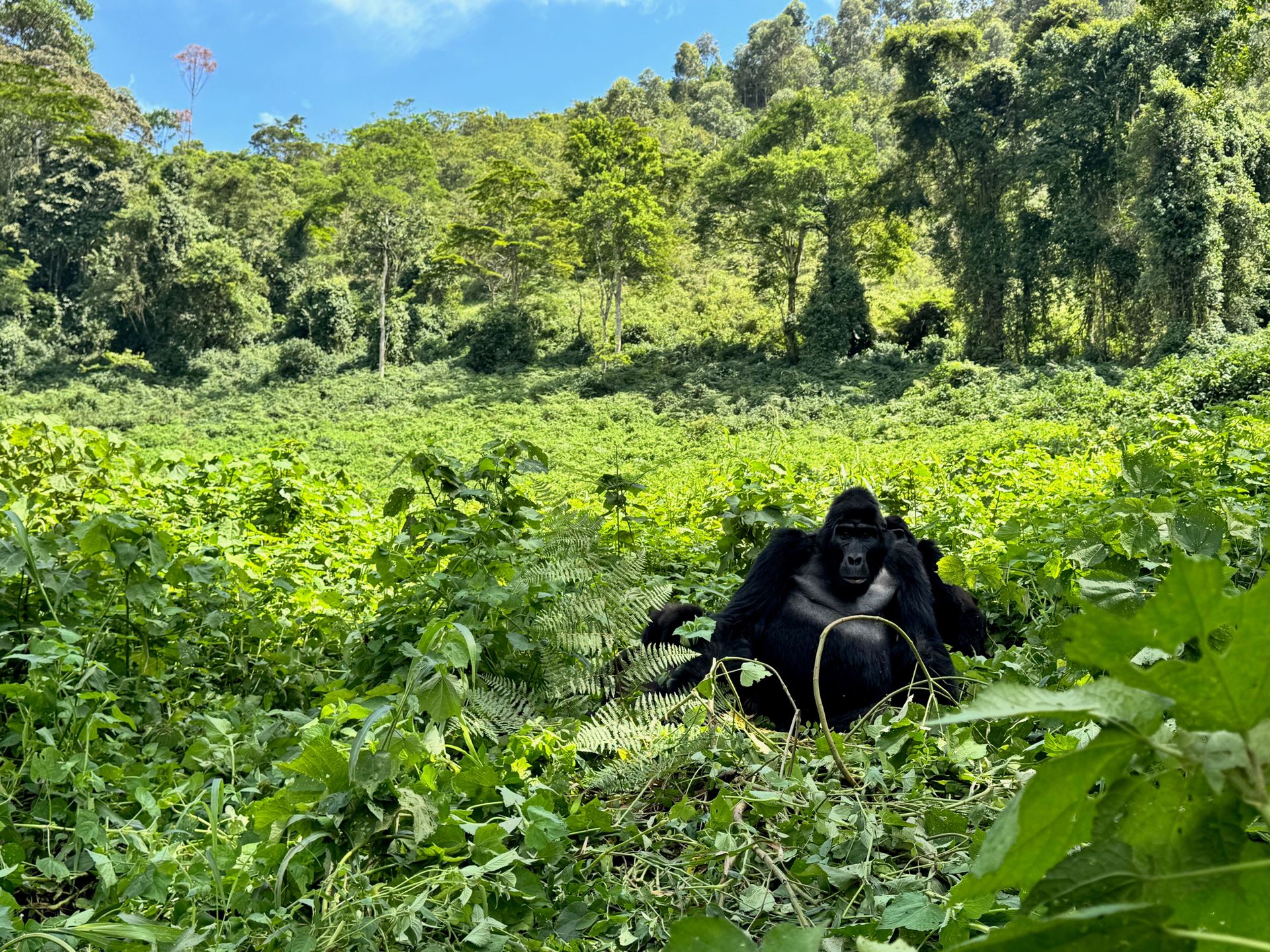 Gorilla entspannt sich auf Lichtung im dichten Wald.