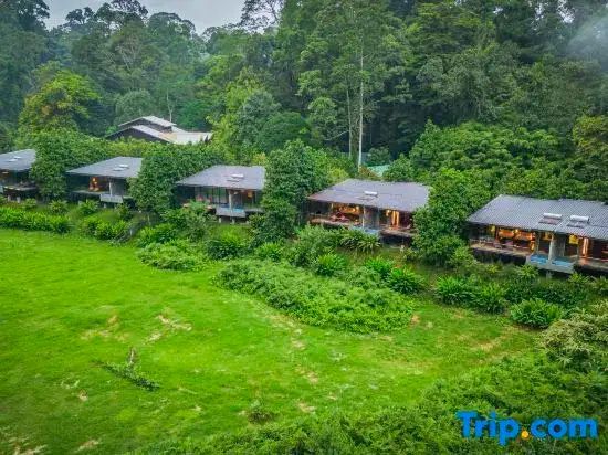Holzbungalows der Lodge eingebettet in die grüne Dschungellandschaft.