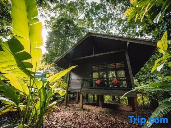 Holzbungalow auf Stelzen inmitten von dichtem Dschungel und tropischen Pflanzen.