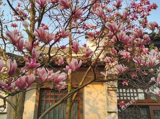 Blühende Magnolien vor traditioneller Architektur