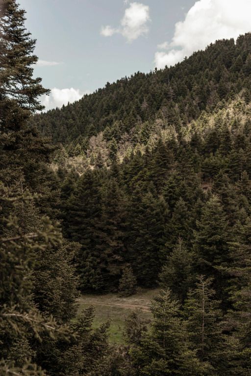 Üppiger grüner Wald unter blauem Himmel, einladend und beruhigend.