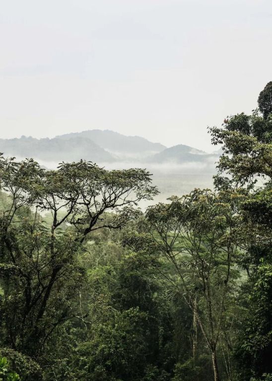 Maleblick auf dichten Regenwald und entfernte Berghügel im Hintergrund.