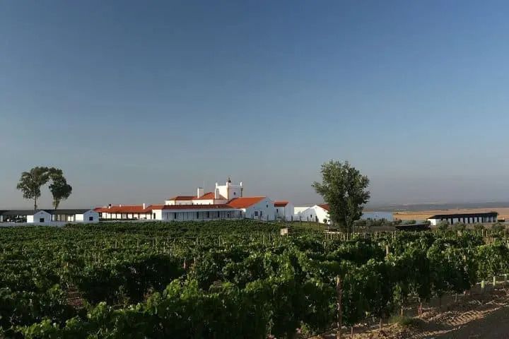 Weinberge vor dem Torre de Palma Wine Hotel unter klarem Himmel