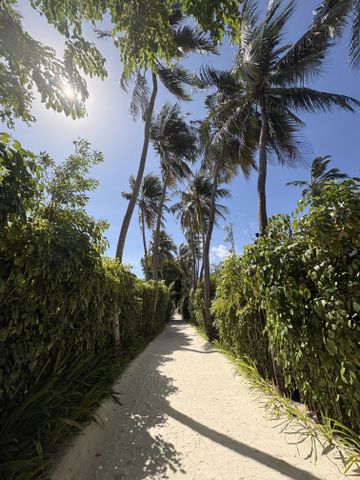 Sandweg zwischen Palmen und dichtem Grün auf der Insel Vabbinfaru