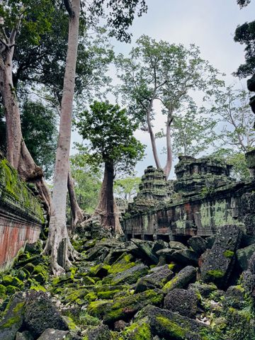 Üppige bemooste Trümmer vor einem alten Tempel umgeben von hohen Bäumen.