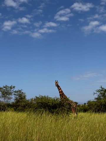 Giraffe ragt über die Savanne unter einem klaren blauen Himmel