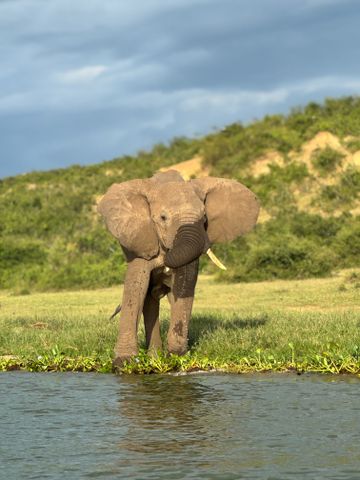 Elefant steht an einem Fluss mit grünem Hügel im Hintergrund