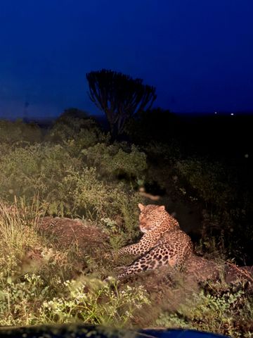 Leopard liegt bei Nacht im Gras mit Hintergrund eines dunklen Himmels
