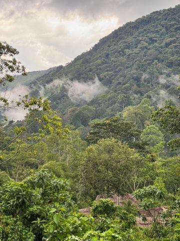 Blick auf bewaldete Hügel mit aufsteigendem Nebel im dichten Grün