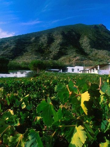 Weinberge vor einem Berg im Capofaro Resort
