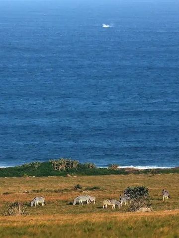 Blick auf die Küste mit grasenden Zebras