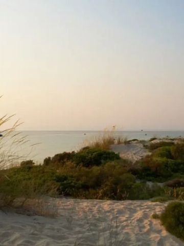 Natürliche Dünenlandschaft am Strand mit ruhigem Meer