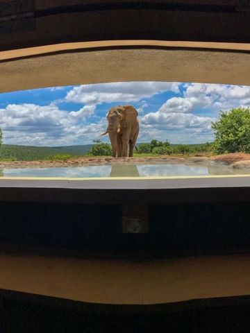 Elefant vor einem Wasserloch mit bewölktem Himmel im Hintergrund