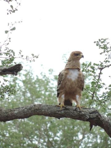 Greifvogel sitzt auf einem Ast mit Bäumen im Hintergrund