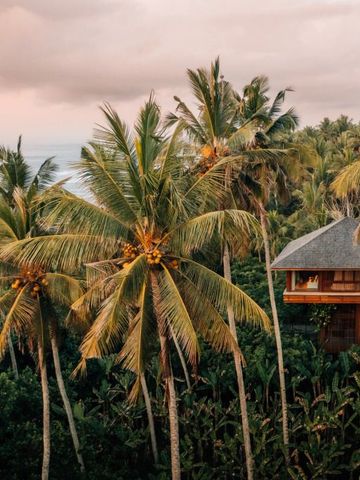 Baumhaus zwischen hohen Palmen mit Blick aufs Meer im tropischen Paradies