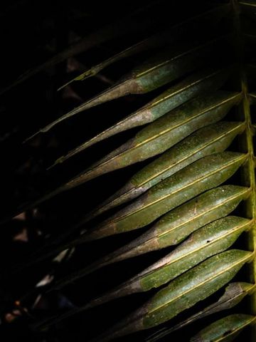 Detailaufnahme eines Farnblatts im Schatten mit deutlich sichtbaren Blattadern