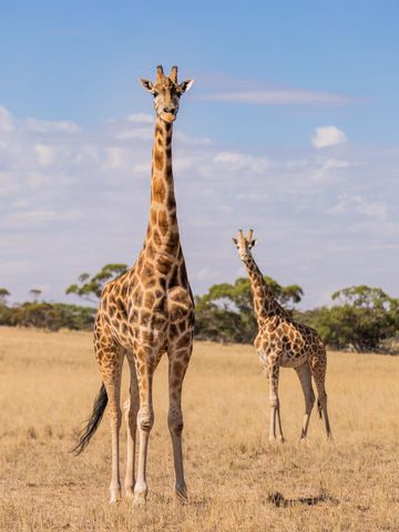 Zwei Giraffen stehen im trockenen Gras der Savanne vor Eukalyptusbäumen