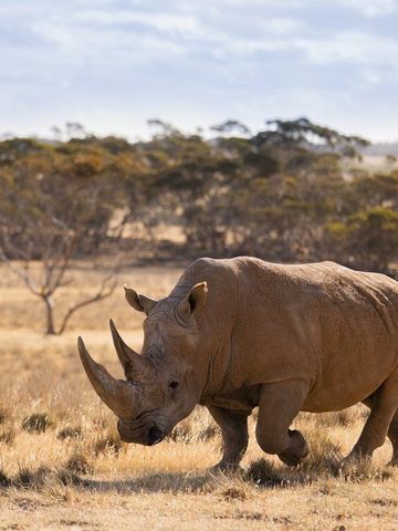 Breitmaulnashorn läuft durch trockenes Gras vor einer Reihe von Eukalyptusbäumen