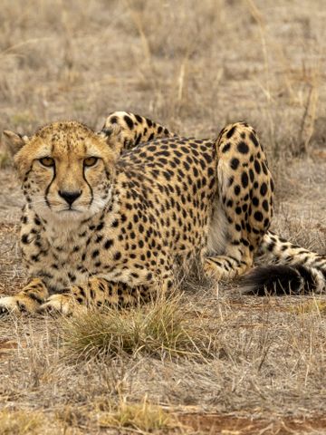 Gepard liegt aufmerksam im trockenen, hohen Gras und blickt in die Kamera