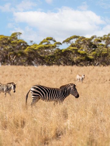 Drei Zebras grasen in der goldenen Savanne vor einer Baumreihe unter blauem Himmel
