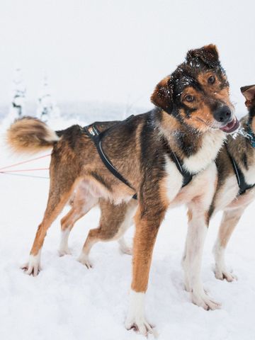 Zwei Huskys im Geschirr vor einem Schlitten in der verschneiten Landschaft