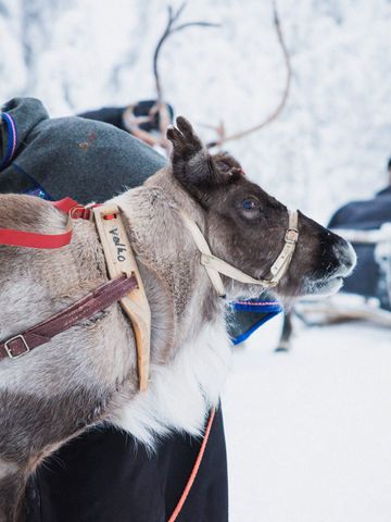 Rentier mit bunt besticktem Geschirr, dahinter Gäste im Schlitten unter Decken im Schnee