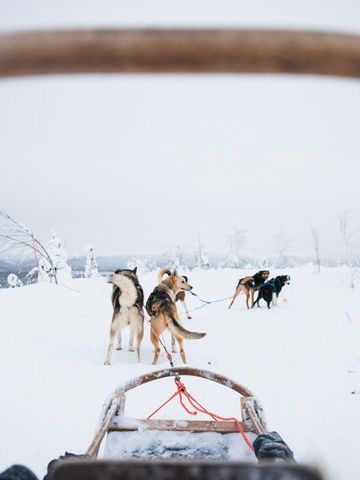 Blick vom Hundeschlitten auf ein Husky-Gespann in der verschneiten Landschaft