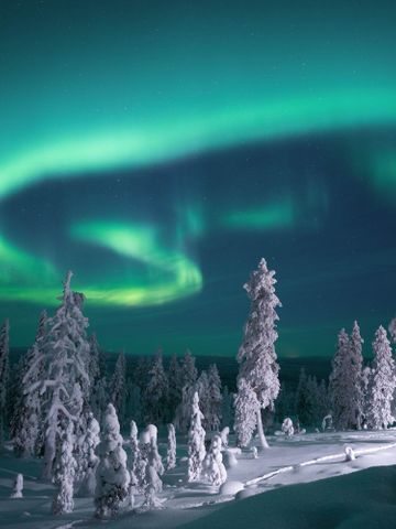 Grüne Nordlichter über schneebedeckten Fichten in der privaten Wildnis von Octola
