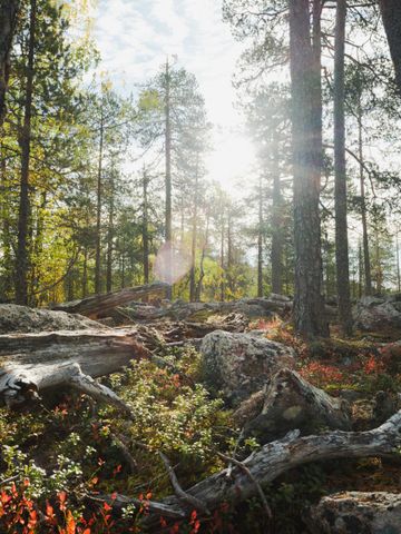 Kiefernwald im Herbst mit Felsen, Totholz und roten Beerensträuchern im Gegenlicht
