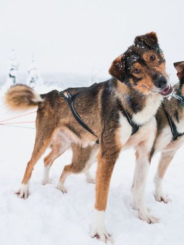 Husky-Gespann zieht einen Schlitten durch die verschneite Landschaft Lapplands