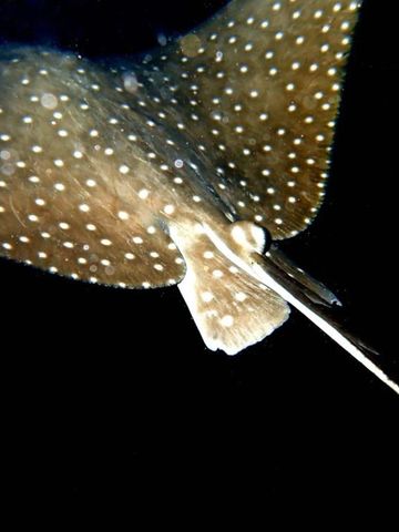 Gefleckter Stachelrochen schwimmt elegant im dunklen Wasser